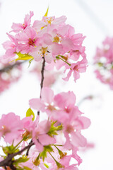 blooming cherry blossom in the morning at vertical composition