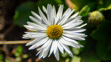 white daisy flower