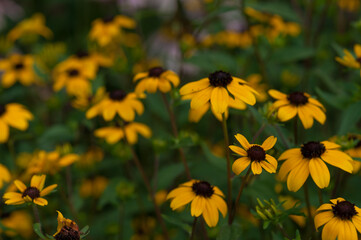 rudbeckia blossoms under cloudy conditions