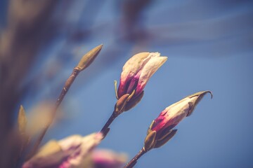 Beautiful floral concept. Pink magnolias in a spring edition. Photo with shallow depth of field.