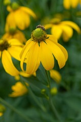 rudbeckia laciniata or green headed coneflowers close up