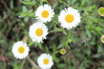 Obraz premium Small white wild lily flower growing beside remote mountain village jungle.