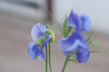 blue Lathyrus odoratus or sweet pea isolated on a neutral background
