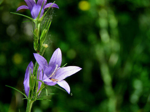 blue or purple wild flower, of the genus Campanula, commonly called bellflower