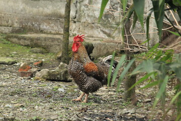 Rooster or male chicken display on a remote mountain village with nature around.