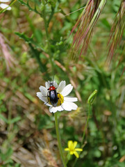 black and red beetle on a daisy