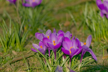 Spring- Szczecin crocuses in Jasne Błonia in Kasprowicz Park. Beautiful krocuses - Spring crocus...