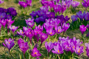 Spring- Szczecin crocuses in Jasne Błonia in Kasprowicz Park. Beautiful krocuses - Spring crocus (Latin Crocus vernus)