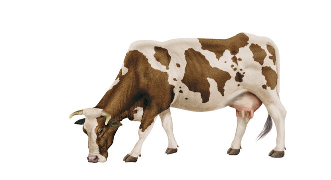 vache laitière, ferme,  bétail, blanc et brun, brouter, en broutent, mollet, gazon, prairie, champ, agriculture, vache laitière, alpage, exploitation laitière, lait, vert, animal, taureau, mammifère, 