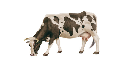 vache laitière, ferme,  bétail, blanc et noir, brouter, en broutent, mollet, gazon, prairie, champ, agriculture, vache laitière, alpage, exploitation laitière, lait, vert, animal, taureau, mammifère, 