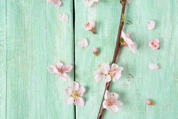 cherry blossoms on turquoise wooden surface
