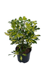 Schefflera Octophylla Houseplant