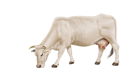 vache laitière, ferme, bétail, blanche, brouter, en broutent, mollet, gazon, prairie, champ, agriculture, alpage, exploitation laitière, lait, vert, animal, taureau, mammifère, brun, rural, nature