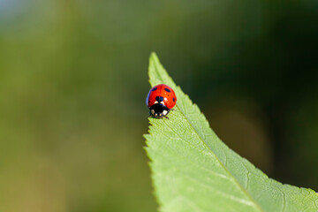 red and black ladybug in the summer