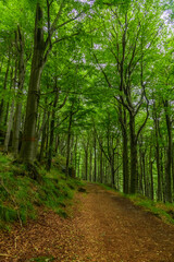 foot path in beech forest on hillside