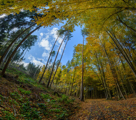 fisheye angle view of forest and sky in autumn