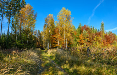 forest path in autumn on sunny day
