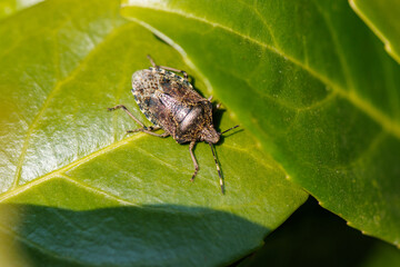 bug sits on the green leaf of a cherry laurel bush