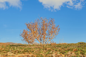 Obraz premium Dry camel thorn in nature against the background of the sky
