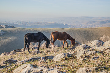 Horses graze on the side of the mountain