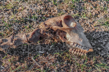 Gnawed bones of an animal ram in nature