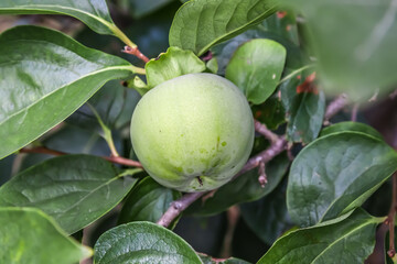 Green persimmon fruits on the tree close-up