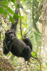 Fototapeta premium Chimpanzee (Pan troglodytes) hanging on liana in Kibale Forest National Park, Uganda, Africa
