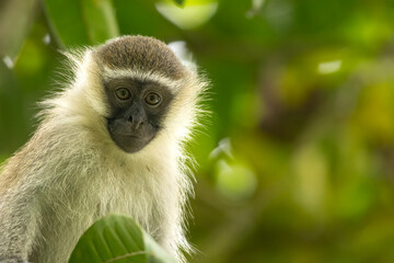 Vervet monkey (Chlorocebus pygerythrus) looking to the camera, Kibale  national park, Uganda, Africa