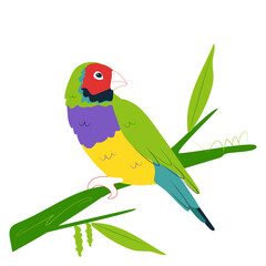 Parrot - Guldova amadina. Australian Gouldian Finch on a branch. Exotic birds. Vector illustration in a hand-drawn style isolated on a white background