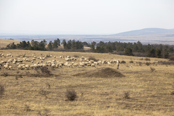 landscape with lamb