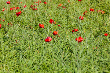 a red poppy flower in the spring season