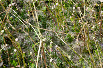 white beautiful dandelion flowers with seeds