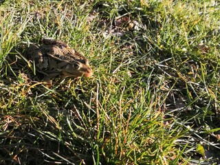 Ein Grasfrosch (Rana temporaria), aufgenommen in Nordhausen