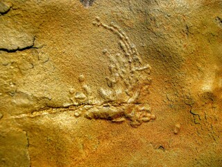 500000 years old fossil printed in the rock. Icefield, Alberta, Canada