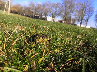 Ein Grasfrosch (Rana temporaria), aufgenommen in Nordhausen
