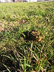Ein Grasfrosch (Rana temporaria), aufgenommen in Nordhausen