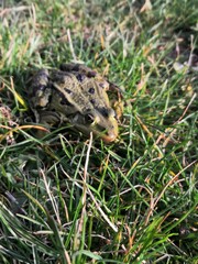 Ein Grasfrosch (Rana temporaria), aufgenommen in Nordhausen