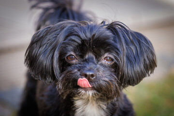portrait of a small black bolonka dog