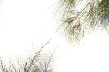 Pino en fondo blanco, Hojas, rama, verde, naturaleza, para presentaciones, texto, banner, flyer, casamiento, naturaleza