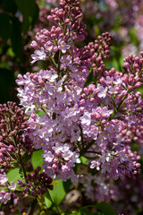 old blooming lilac flowers in the spring season