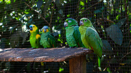 Obraz premium blue and yellow parrot