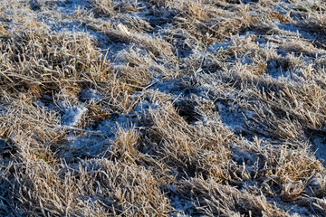 grass covered with ice and frost in the winter season