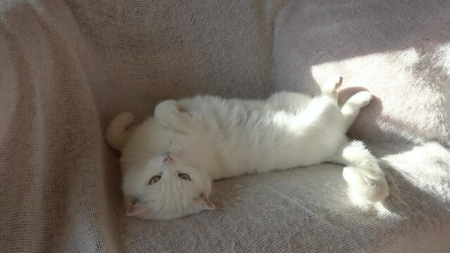 Wei&szlig;e Katze r&auml;kelt sich auf dem Sofa in der Sonne (heller Hintergrund)