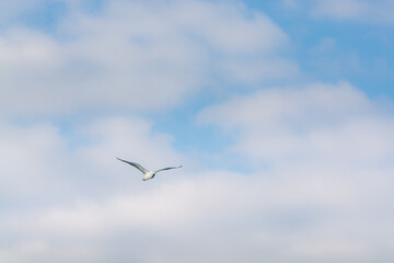 flight of a seagull in sky