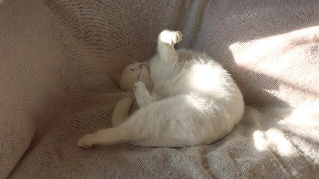Wei&szlig;e Katze r&auml;kelt sich auf dem Sofa in der Sonne. Heller Hintergrund.