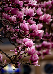 Cherry Blossom branch