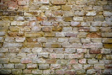 The background is an old brick wall. The wall is made of red ceramic bricks