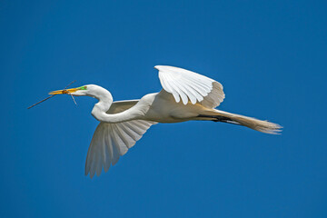 Great Egret in flight, carrying a stick for nest building during mating season.