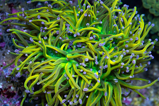 euphyllia holy grail