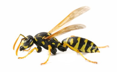 European paper wasp, (Polistes dominula) isolated on white  